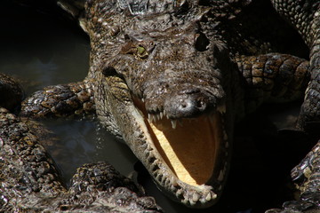 close up  a cocodrilo en un pantano