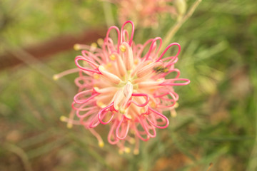 pink flower macro in garden