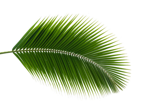 Coconut Leaves