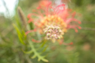 closeup of flower
