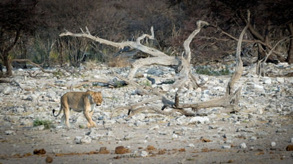 Lion en Namibie, Afrique