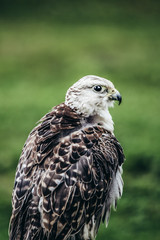 red tailed hawk