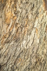 tree bark texture