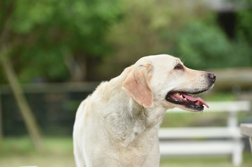 ゴールデンレトリバー