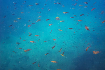 Fototapeta na wymiar Scuba diver diving on tropical reef with blue background and reef fish at Gulf of Thailand