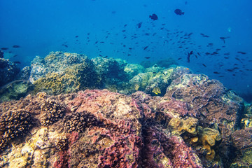 Scuba diver diving on tropical reef with blue background and reef fish at Gulf of Thailand