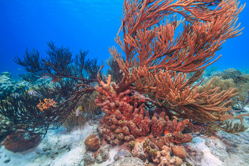 Caribbean coral garden