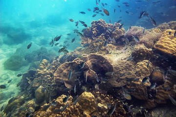 Scuba diver diving on tropical reef with blue background and reef fish at Gulf of Thailand