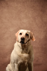 ゴールデンレトリバー