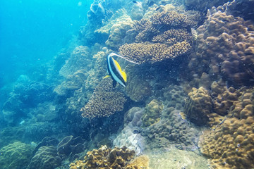 Scuba diver diving on tropical reef with blue background and reef fish at Gulf of Thailand