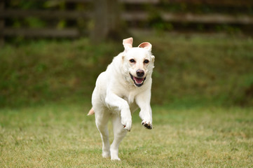 ゴールデンレトリバー