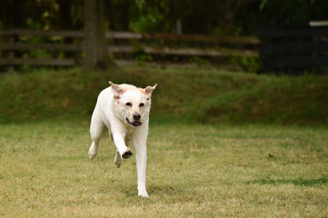 ゴールデンレトリバー