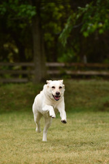 ゴールデンレトリバー