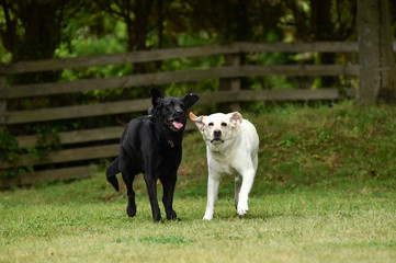 ゴールデンレトリバー