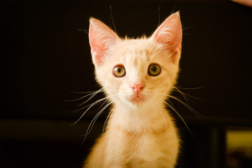 Yellow kitten