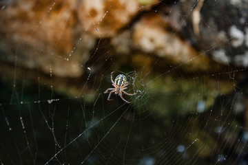 spidee on river © roza