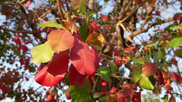 Beautiful malabar almond leaves on sunny windy day.