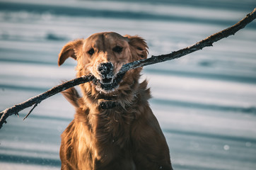 dog running in snow stick in mouth 
