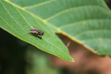 fly on leaf