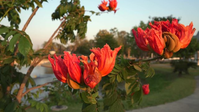 Spathodea Campanulata or Africom Tulip Flower in natural light.