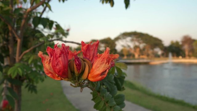 Spathodea Campanulata or Africom Tulip Flower in natural light.