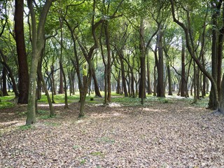 trees in park