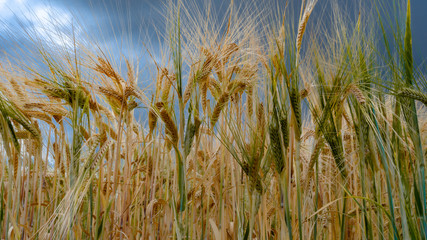 field of wheat