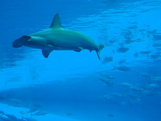 Shark water in the Aquarium ocean 