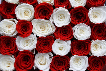 Gorgeous arrangement of red and white roses