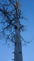 dead tree and sky