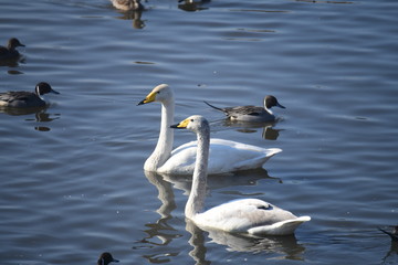 まだ賑わっています。オオハクチョウ、カモ。2020年2月