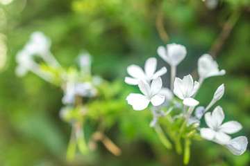 white flowers in garden flat lay