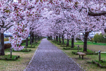 晴レノ日だけじゃない！雨の日の桜も素敵なんです！