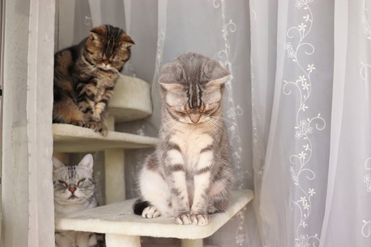 ごめんなさい。頭を下げる二匹の猫アメリカンショートヘアー