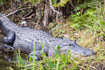 alligator sunbathing in the everglades