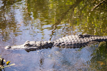 alligator swimming in the everglades