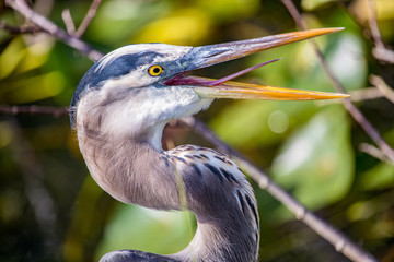 great blue heron - beak open