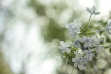 white flowers on green background flat lay