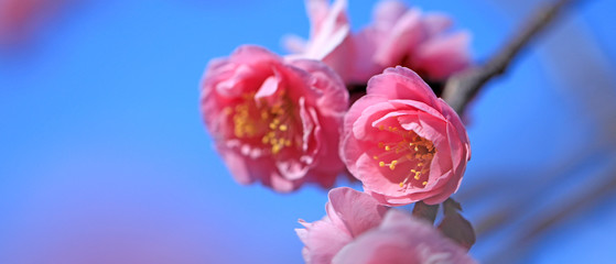 梅の花　紅梅　梅の花のアップ　満開の梅　満開の梅の花