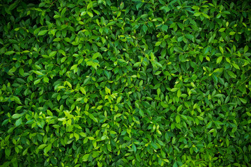 green leaves wall background, leaf wall nature background, 