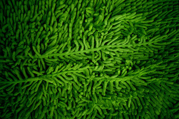 green carpet background, furry texture