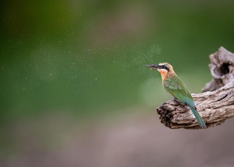 Beeeater with wasp