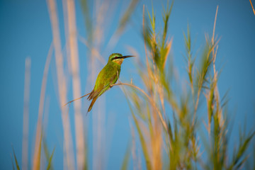 Bee Eater