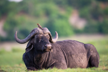Obraz premium buffalo and oxpecker