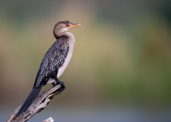 Cormorant