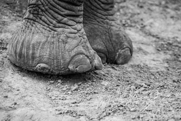 Obraz premium Elephant feet
