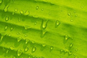 Fototapeta na wymiar water on leave background, Green leaf, nature background, 