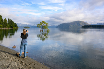 Fototapeta na wymiar A young female tourist using a mobile phone to take a picture of the Wanaka tree in the water In the morning of summer, the blue sky and clouds reflected the still water at wanaka lake in New Zealand