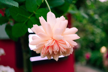 Pink Dahlia in Flower Garden