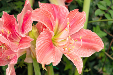 Lily Flower in Flower Garden